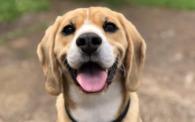 A dog looking up at the camera
